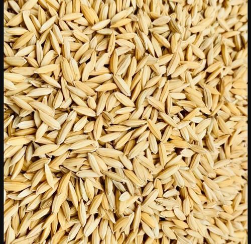 Healthy Rich In Fiber Brown Rice Seeds 