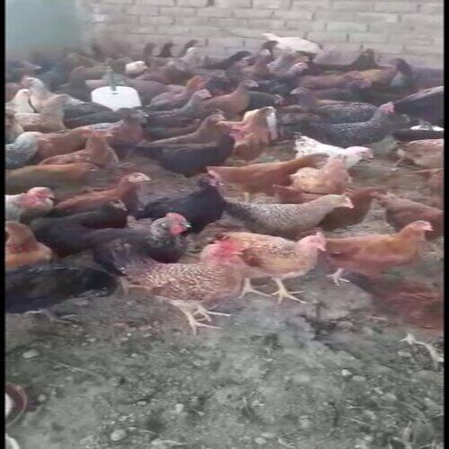 Comes In Various Colors Male And Female Healthy And Vaccinated Country  Chicken at Best Price in Murbad | Agrigrid