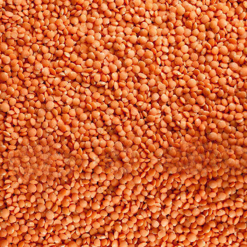 Natural 100% Pure, Dried, High In Protein, Healthy Organic Orange And Red Lentils  Crop Year: 4 Months