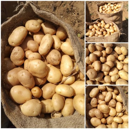 Pure Natural And Fresh Round Shape Deesa Fresh Yellow Potato For Cooking