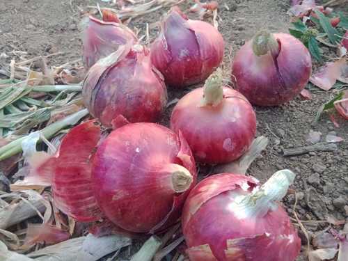 Pure Natural And Fresh Round Shape Red Onion For Cooking With 30 Days Shelf Life