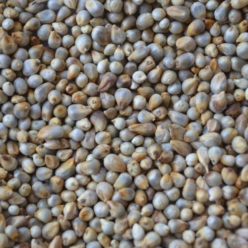 Rich In Fiber Vitamin Farm Fresh Natural Healthy Tasty Carbs Enriched Pearl Millet