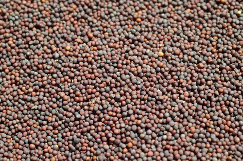 100 Percent Natural And Pure Black Fresh Mustard Seeds Foe Cooking Oil