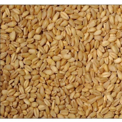 Brown Pure Organic And Nutrients Golden Dry Whole Wheat Grain For Agriculture Use