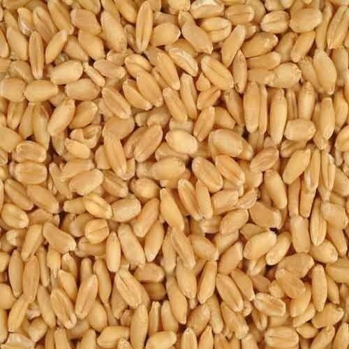 Chemical Free And Rich Nutrients Dried Wheat Grain Seed For Chapati And Bread
