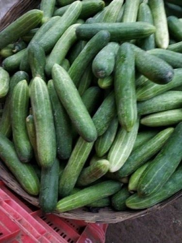 Farm Fresh Green Cucumbers, Enriched With Antioxidants Such As Beta Carotene