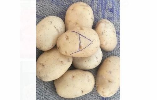 Mild Flavor Chemical Free Rich Natural Delicious Taste Brown Fresh Potato Moisture (%): 63-83%