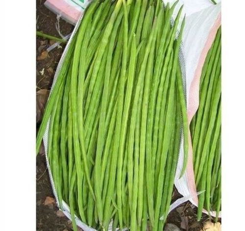 Natural Farm Fresh Drumsticks Vegetables For Helps In Boosting Immunity And Regulate Blood Sugar Levels