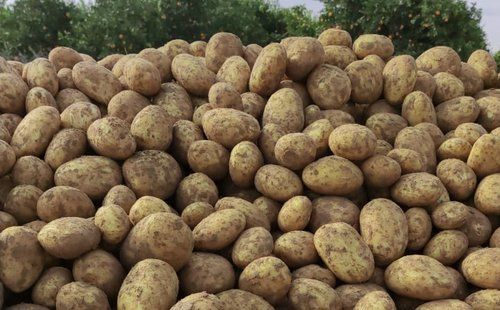 Potato Health Supplements