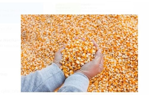 Yellow Pure Organic Dried And Cleaned Maize Seeds For Dry Feed