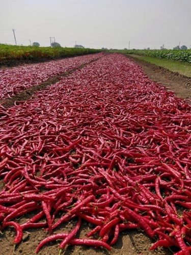 Aromatic And Flavourful Indian Origin Naturally Grown Spicy Dry Kashmiri Chilli