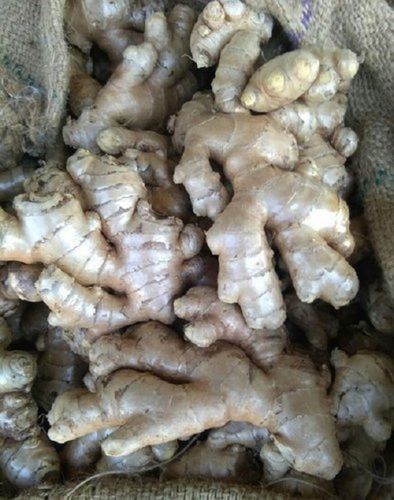 100 Percent Healthy And Fresh Rich Vitamins Fresh Ginger For Tea, Cooking