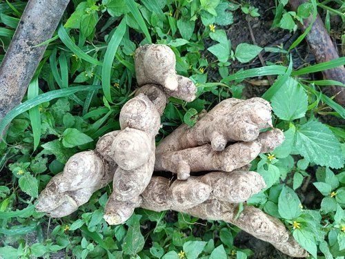 100 Percent Healthy Natural And Fresh Rich Vitamins Fresh Ginger For Tea, Cooking Moisture (%): 1479.5%