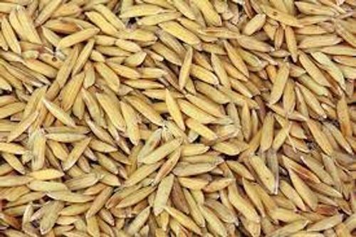 100 Percent Pure Paddy Rice Seed For Sowing Farming And Agriculture