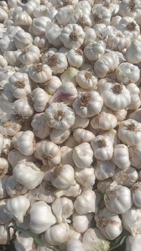 ए ग्रेड 100 प्रतिशत स्वस्थ, प्राकृतिक और ताजा समृद्ध विटामिन ताजा लहसुन की नमी (%): 98-100%