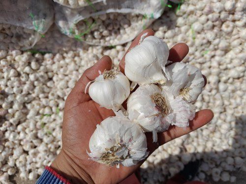 A Grade 100 Percent Pure And Natural, Fresh White Garlic Use For Cooking