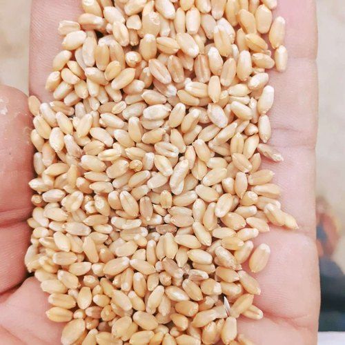 Chemical And Preservatives Free Rich Fiber Nutrients Dried Wheat Seeds