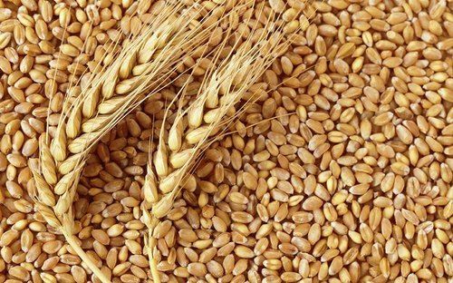 Chemical Free And Rich Nutrients Dried Wheat Grain Seed For Chapati And Bread