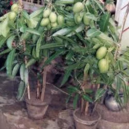 Fresh And Healthy Good Source Of Magnesium Potassium Green Raw Mango Plant