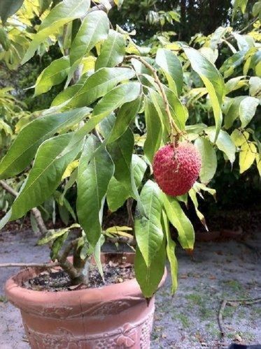 Fresh And Healthy Good Source Of Potassium Copper Sweet Litchi Fruit Plant