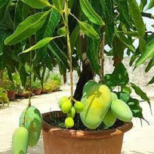  विटामिन डी मैग्नीशियम, पोटेशियम से भरपूर ताजा और प्राकृतिक आम्रपाली आम का पेड़ 