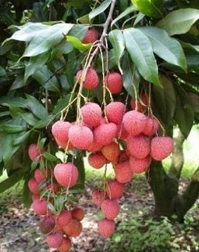 Healthy And Fresh Rich In Potassium Copper Epicatechin Sweet Taste Litchi Plant