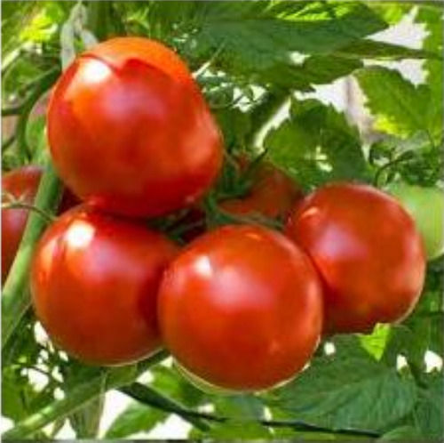 Naturally Grown, Farm Fresh Healthy Vitamins, Enriched Red Tomato  Moisture (%): 85%-95%