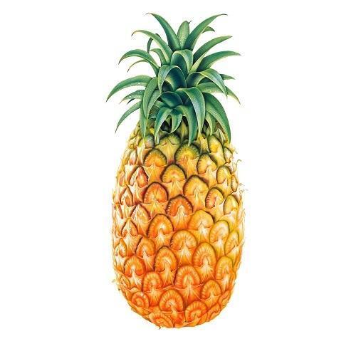 Indian Origin Oval Shape Medium Size Sweet Tasty Pineapple