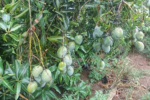 Natural And Fresh Rich In Antioxidant Mangiferin Potassium Healthy Mango Plant