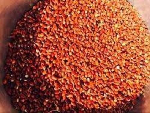 100 Percent Pure And Natural Piper Common Sudan Grass Seeds Dark Brown Colour