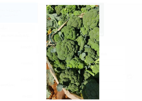  रासायनिक मुक्त समृद्ध प्राकृतिक स्वादिष्ट स्वाद स्वस्थ ताजा हरी ब्रोकोली 