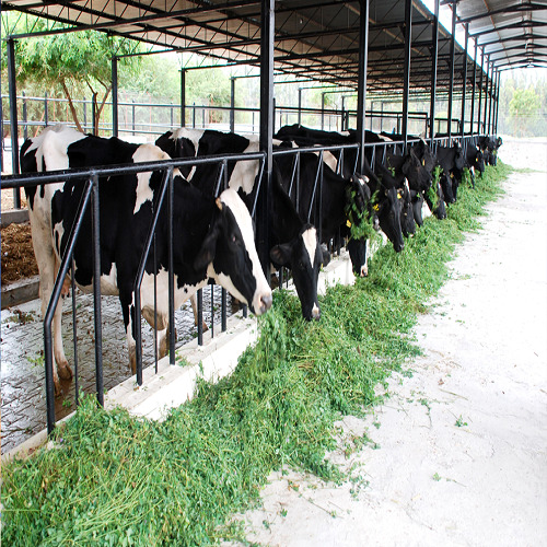 Metal Environmental Friendly Low Maintenance Safe And Clean Dairy Farm Consultancy