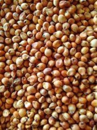 Dark Brown Fast Growing Hybrid Seeds Stone Age Sorghum Common Sudan Grass 1 Kg