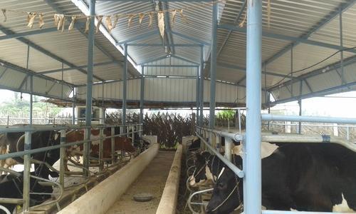 Steel Manual Feeding Design Environmental Friednly Cow Farm Roofing Structure Shed