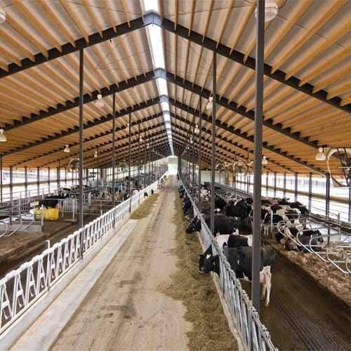 Dairy Farm With Mild Steel Color Coated Long Life Prefabricated Shed