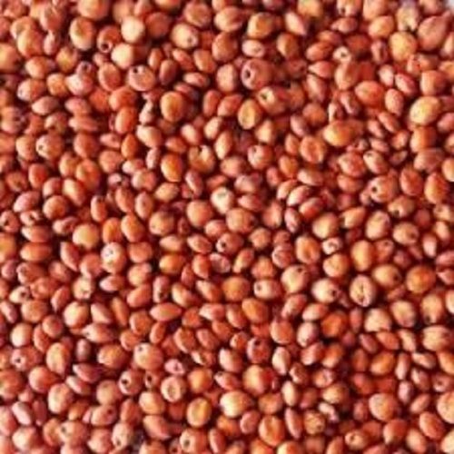 Sweet Seeds For Sowing Farming And Agriculture Hybrids Seeds Sorghum Sudan Grass