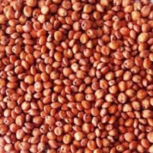 Dark Brown Sweet Seeds For Sowing Farming And Agriculture Hybrids Seeds Sorghum Sudan Grass