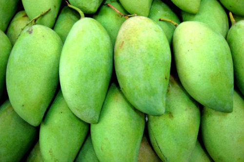 100% Pure Green Oval Shape Healthy And Natural Vitamins Rich Naturally Grown Mango