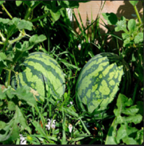 Green Mouth Melting High Source Of Water And Vitamins Natural Healthy Sweet Water Melon 