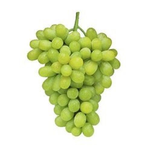 Common Naturally Grown, Farm Fresh Healthy Vitamins, Minerals And Antioxidants Enriched Green Grapes 