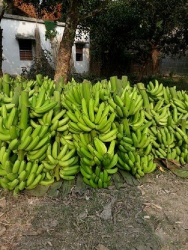 Rich In Vitamin B6 And Vitamin C 100 Percent Natural And Fresh Green Raw Banana 
