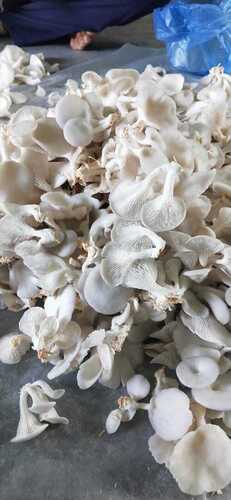 Rich Nutrition And Protien 100 Percent Pure Natural Fresh Oyster Mushrooms