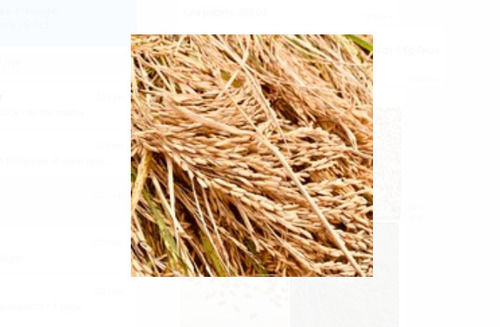 1 Kg 100% Pure Natural Sunganda Paddy Seed For Agriculture Use With 10% Moisture