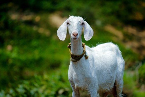 White Male Indian Origin Live Goat