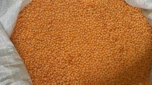 A Grade Fresh Pure Rich Protein Carbohydrates And Fibre Nutritious Masoor Dal