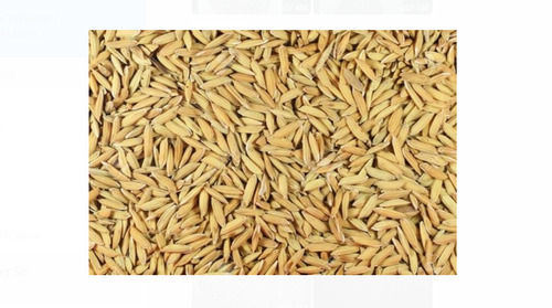 Pack Of 25 Kilogram 2% Moisture Dried Light Brown Paddy Seed