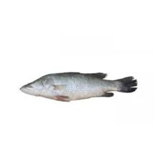 Rich In Protein Bhetki Silver Fish