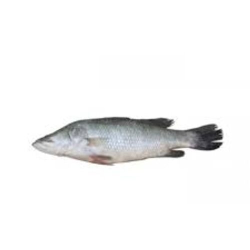 Rich In Protein Bhetki Silver Fish Shelf Life: 2 Days