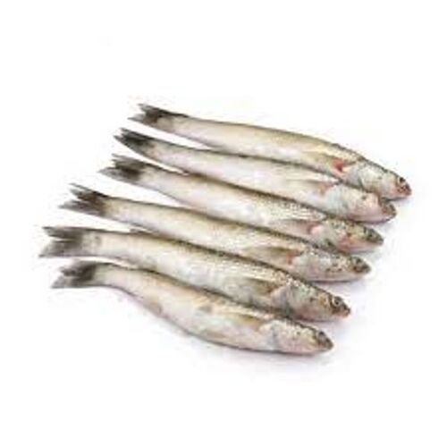 Rich In Protein Fresh Whole Bata Fish Shelf Life: 2 Days