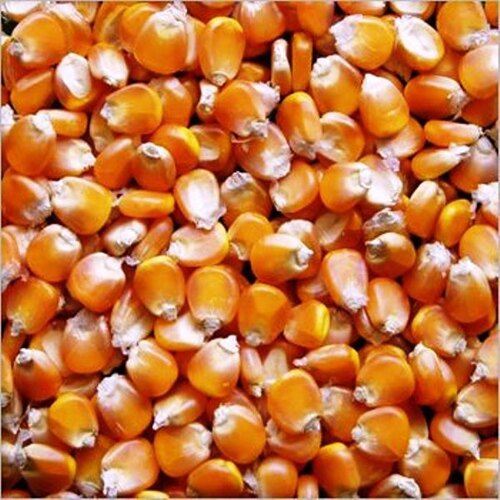 Grain